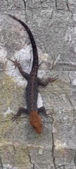 Gonatodes albogularis