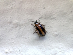 Coleoptera