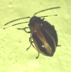 Coleoptera