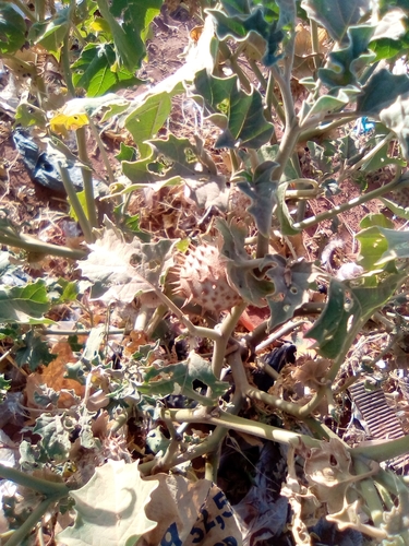 Desert thorn-apple (Datura discolor)
