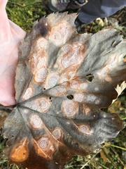 Cristulariella
