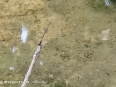 Prodasineura verticalis