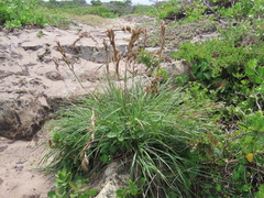 Cymbopogon marginatus