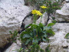 Hieracium lucidum