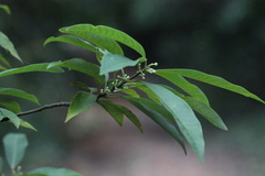 Elaeocarpus decipiens