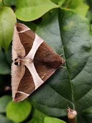 Bastilla crameri