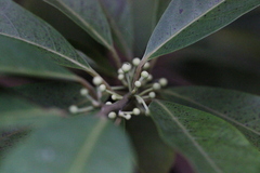 Elaeocarpus decipiens