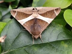 Bastilla crameri