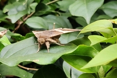 Bastilla crameri