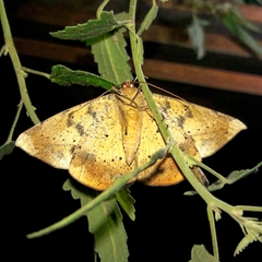 Oxydia vesulia