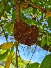 Ravenelia platensis