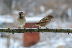 Passer domesticus
