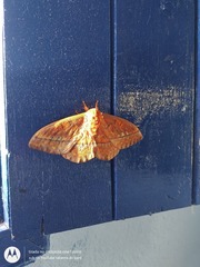 Procitheronia principalis