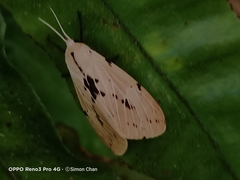 Spilosoma hypogopa