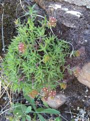 Crassula pruinosa