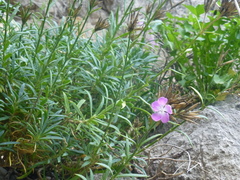 Dianthus rupicola