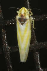 Erythridula noeva