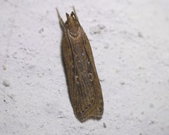 Helcystogramma triannulella
