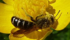 Chelostoma florisomne