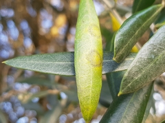 Venturia oleaginea