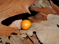 Cynips quercusfolii