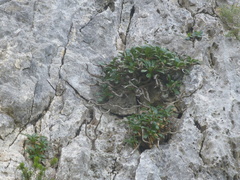 Pseudoscabiosa limonifolia