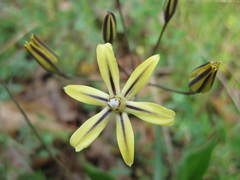 Triteleia ixioides anilina