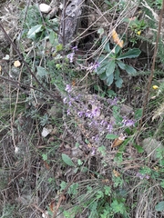 Anarrhinum bellidifolium