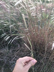 Andropogon cabanisii
