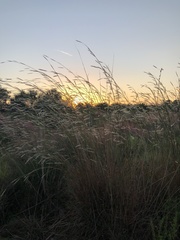 Andropogon cabanisii