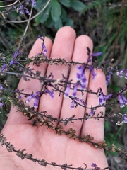 Anarrhinum bellidifolium