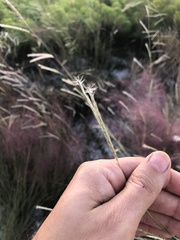 Andropogon cabanisii