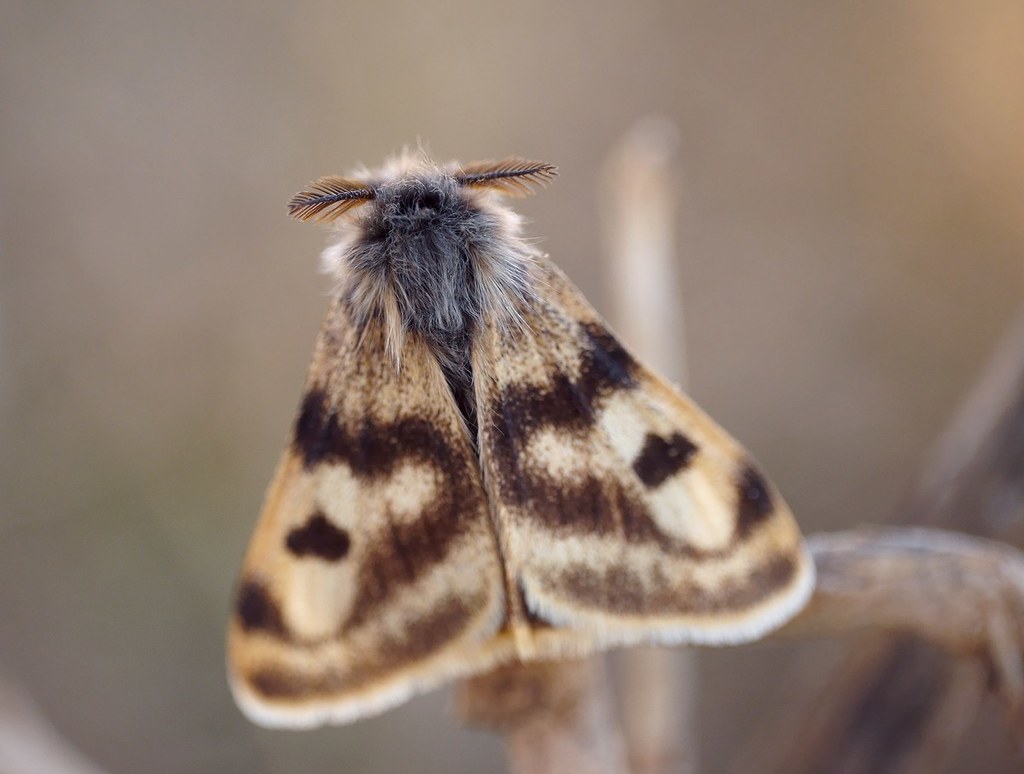 Orgyia dubia