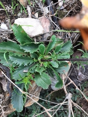 Anarrhinum bellidifolium