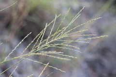 Leptochloa panicea