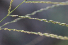 Leptochloa panicea