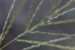 Leptochloa panicea