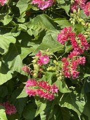 Dombeya wallichii