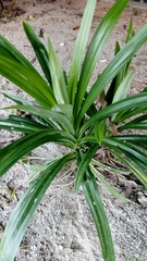 Pandanus amaryllifolius