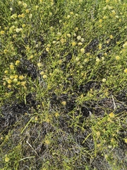 Prosopidastrum globosum