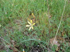 Triteleia ixioides anilina