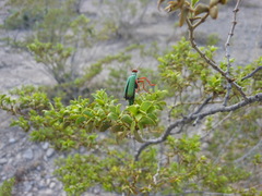 Eupompha fissiceps