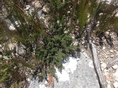 Indigofera sp11