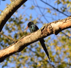 Phoeniculus purpureus marwitzi