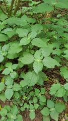 Isoglossa woodii