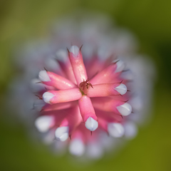 Aechmea gamosepala nivea