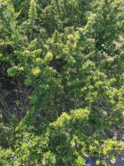 Atamisquea emarginata