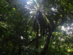 Dioon spinulosum