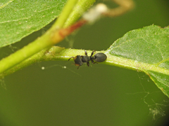 Cephalotes jheringi