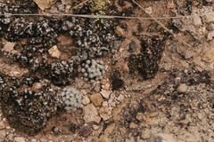 Mammillaria theresae